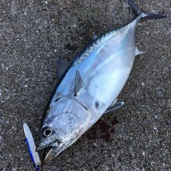 エギングのちライトショアジグ　長崎県　上五…